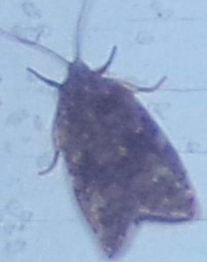 Choristoneura fumiferana (Spruce Budworm Moth)