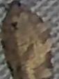 Choristoneura rosaceana (Oblique-banded Leafroller)