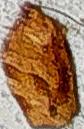 Choristoneura rosaceana (Oblique-banded Leafroller)