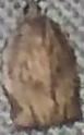 Choristoneura rosaceana (Oblique-banded Leafroller)