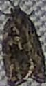 Choristoneura fumiferana (Spruce Budworm Moth)