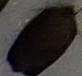 Choristoneura rosaceana (Oblique-banded Leafroller)
