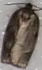 Choristoneura conflictana (Large Aspen Tortrix)