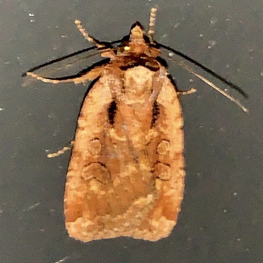 Eueretagrotis attentus (iNaturalist test)