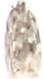 Choristoneura fumiferana (Spruce Budworm Moth)