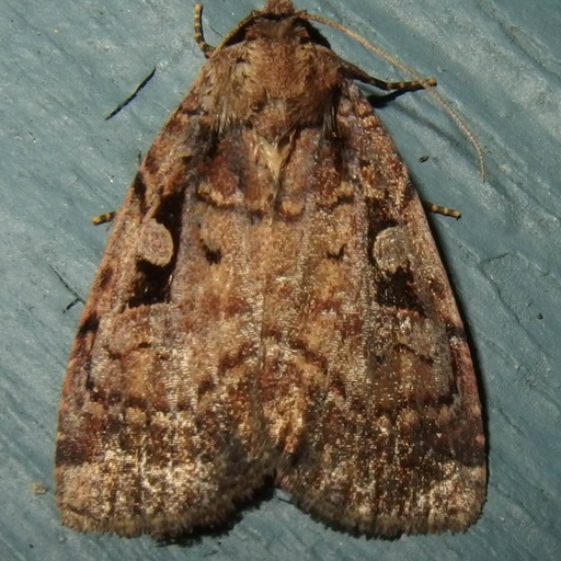 Eueretagrotis perattentus (iNaturalist test)