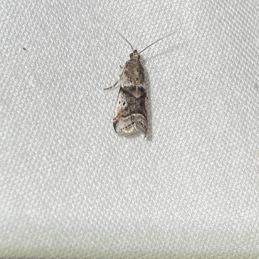 Acrobasis vaccinii (iNaturalist test)