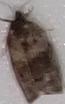 Choristoneura conflictana (Large Aspen Tortrix)