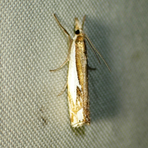 Crambus bidens (iNaturalist test)