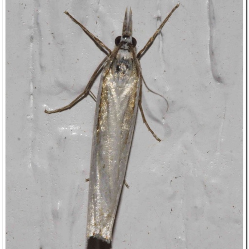 Crambus girardellus (iNaturalist test)