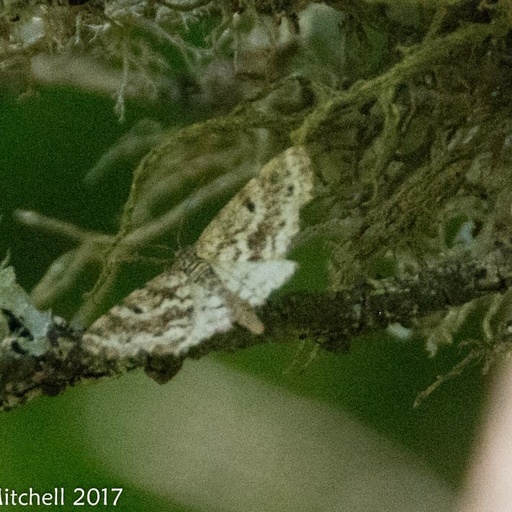 Eufidonia notataria (iNaturalist test)