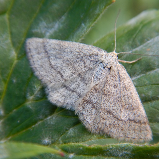 Scopula frigidaria (iNaturalist test)