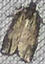 Choristoneura fumiferana (Spruce Budworm Moth)
