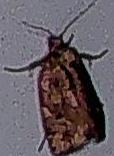 Choristoneura fumiferana (Spruce Budworm Moth)