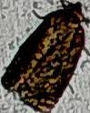 Choristoneura fumiferana (Spruce Budworm Moth)