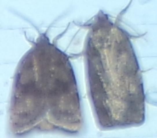 Choristoneura fumiferana (Spruce Budworm Moth)