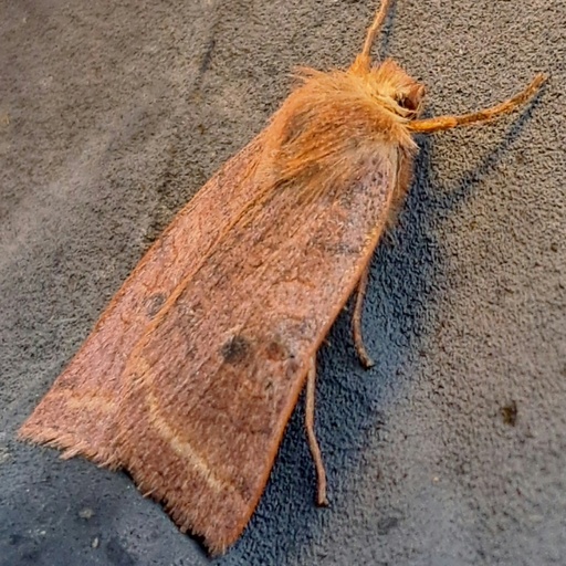Epiglaea apiata (iNaturalist test)