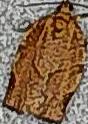 Choristoneura rosaceana (Oblique-banded Leafroller)