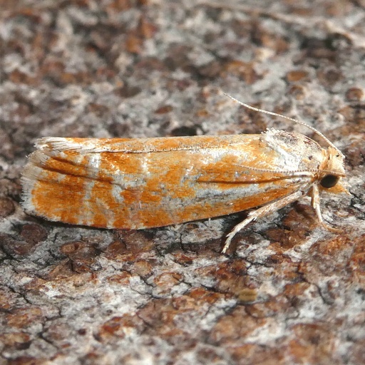 Rhyacionia buoliana (iNaturalist test)