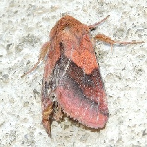 Pyrrhia exprimens (iNaturalist test)