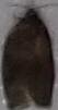 Choristoneura conflictana (Large Aspen Tortrix)