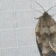 Choristoneura conflictana (Large Aspen Tortrix) — iNat (center-crop, downsampled)