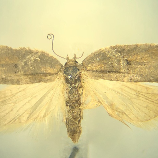Acleris celiana (iNaturalist test)