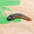 Choristoneura fumiferana (Spruce Budworm Moth) — iNat (center-crop, downsampled)