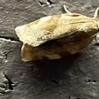 Choristoneura fractivittana (Broken-banded Leafroller) — iNat (center-crop, downsampled)