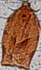 Choristoneura rosaceana (Oblique-banded Leafroller)