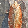 Choristoneura pinus (Jack Pine Budworm Moth) — iNat (center-crop, downsampled)