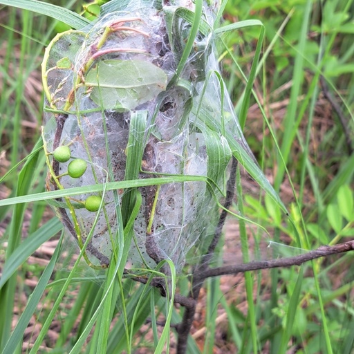 Archips cerasivorana (iNaturalist test)