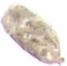 Choristoneura fumiferana (Spruce Budworm Moth)