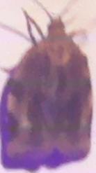 Choristoneura fractivittana (Broken-banded Leafroller)