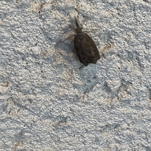 Neodactria luteolellus (iNaturalist test)