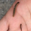 Choristoneura fumiferana (Spruce Budworm Moth) — iNat (center-crop, downsampled)