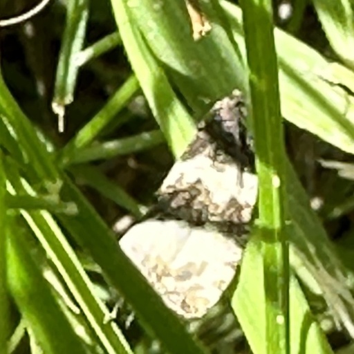 Olethreutes bipartitana (iNaturalist test)