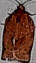 Choristoneura rosaceana (Oblique-banded Leafroller)