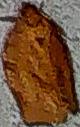 Choristoneura rosaceana (Oblique-banded Leafroller)