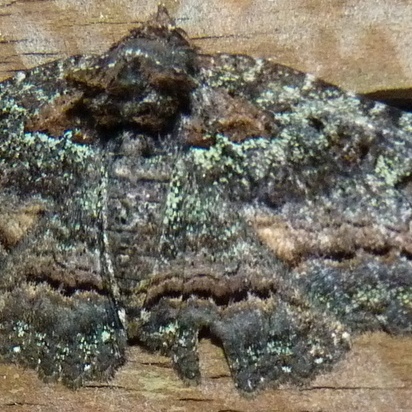 Zale aeruginosa (iNaturalist test)