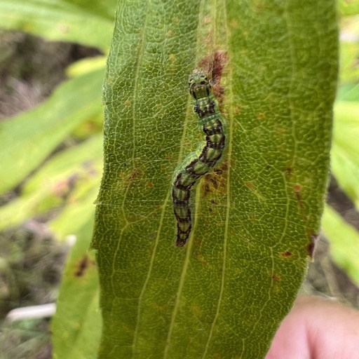 Oreana unicolorella (iNaturalist test)