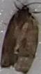 Choristoneura conflictana (Large Aspen Tortrix)