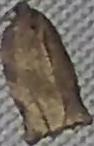 Choristoneura rosaceana (Oblique-banded Leafroller)