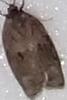 Choristoneura conflictana (Large Aspen Tortrix)