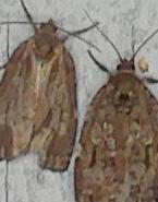 Choristoneura fumiferana (Spruce Budworm Moth)