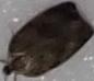 Choristoneura conflictana (Large Aspen Tortrix)