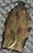 Choristoneura rosaceana (Oblique-banded Leafroller)