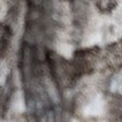 Choristoneura conflictana (Large Aspen Tortrix) — iNat (center-crop, downsampled)