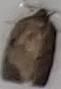 Choristoneura conflictana (Large Aspen Tortrix)