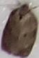 Choristoneura rosaceana (Oblique-banded Leafroller)